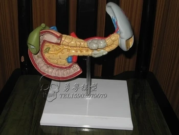 Модель селезенки, поджелудочной железы, двенадцатиперстной кишки, модель внутренних органов человека Изображение