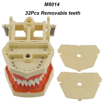 Стоматологическая Модель зубов Typodont 32шт. Зубная Ввинчивающаяся Замена Аналогичная Frasaco AG-3 Для Восстановительного Оперативного Моделирования M8014 Изображение